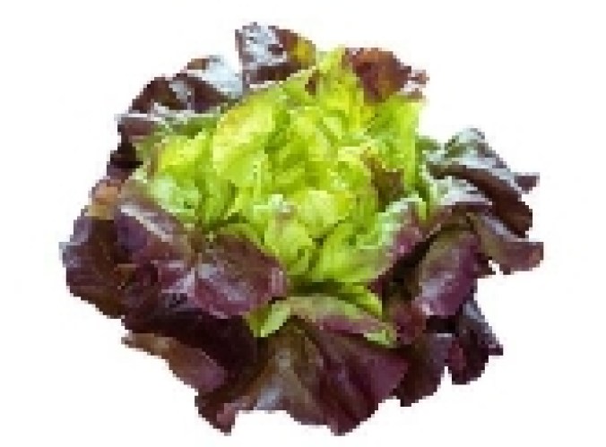 lechuga francesa